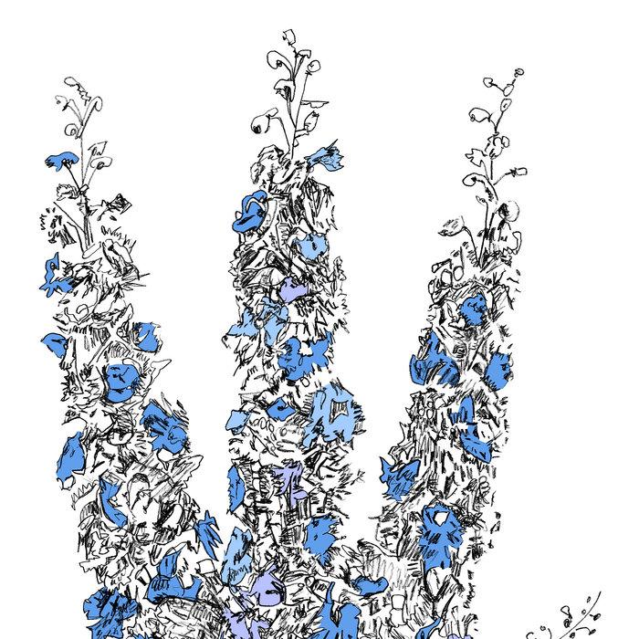 Music To Watch Seeds Grow By 002: Davis Galvin - Prism (Delphinium Elatum) - Davis Galvin