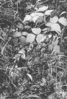 The Warmest Hum - Thet Liturgiske Owäsendet