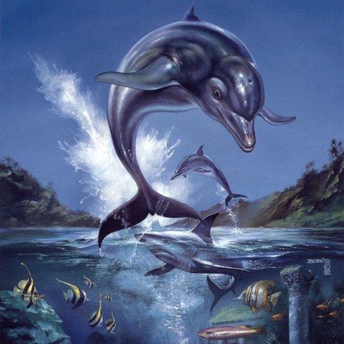 Ecco The Dolphin - Spencer Nilsen