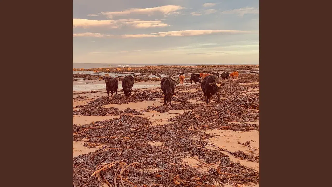 Cows on a Beach - Vault: