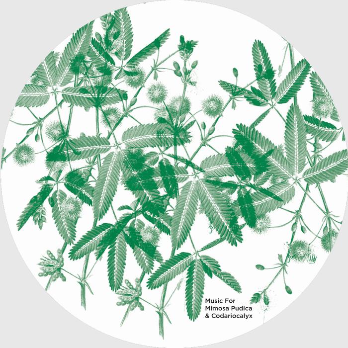 Music For Mimosa Pudica & Codariocalyx - David Edren