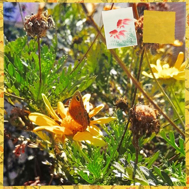 You are Peace! You are Love! - lua trilogy!, Mayfly Priestess