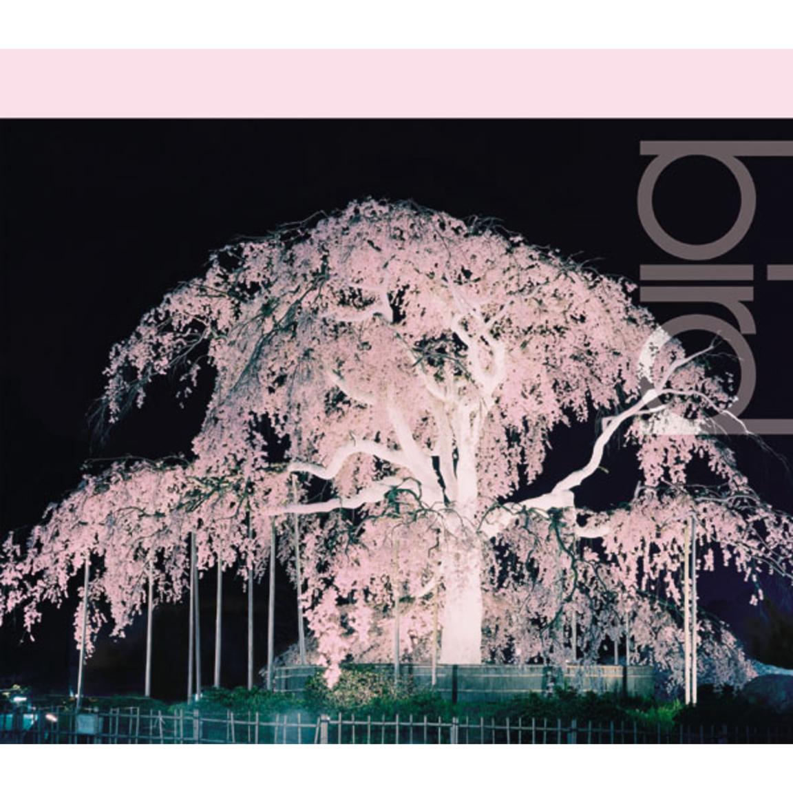 桜 - bird
