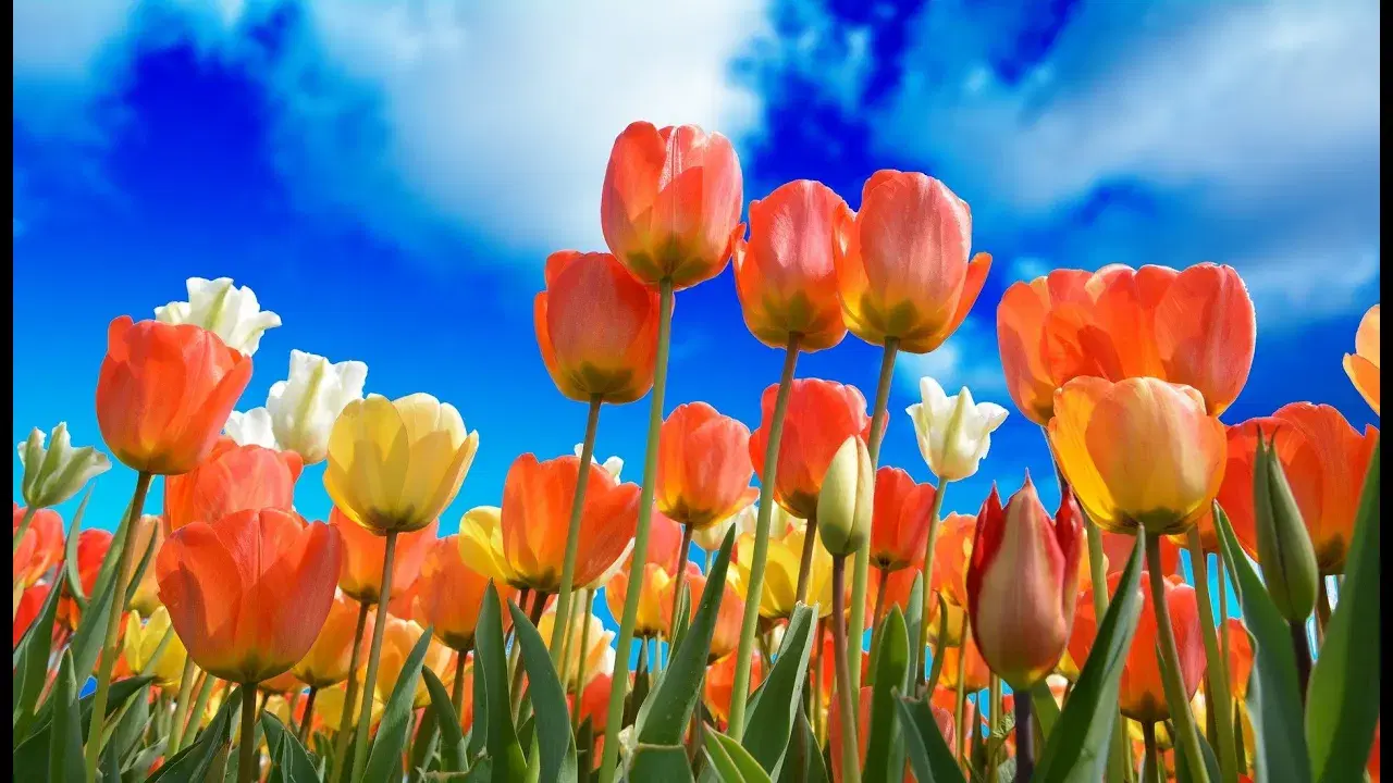  - Tulips
