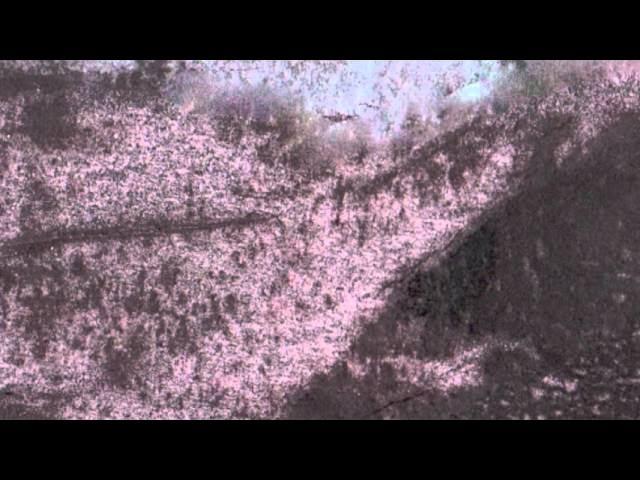The Salt Garden I - Fovea Hex