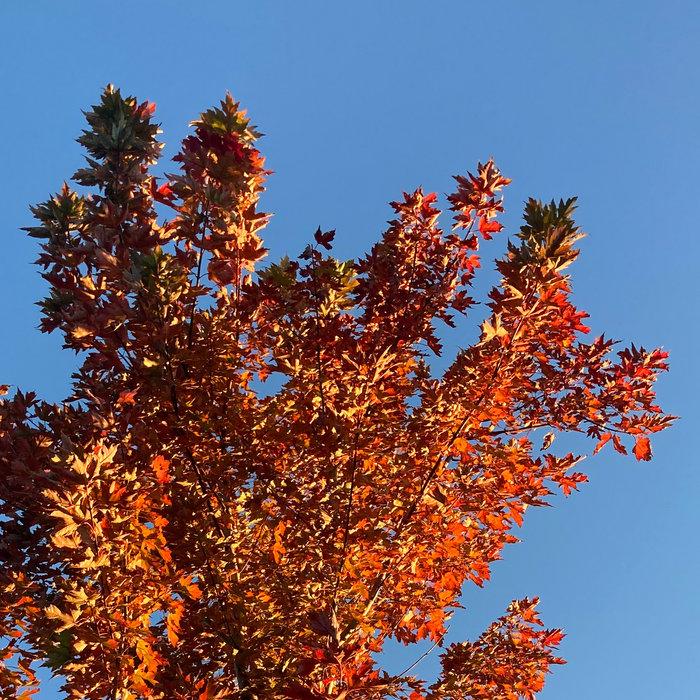 Autumn - Pub