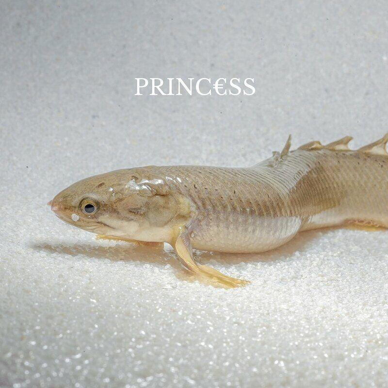 Princ​€​ss - Princ€ss
