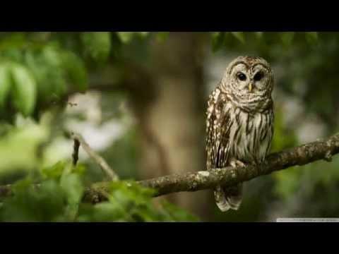 Café Del Mar Vol.12 - Steen Thøttrup Feat. Annette Berg