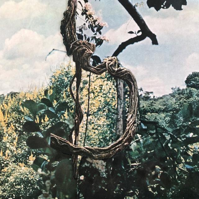 Landmarks - Celer, Forest Management