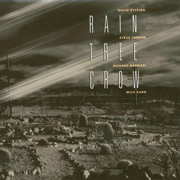 Blackwater - Rain Tree Crow