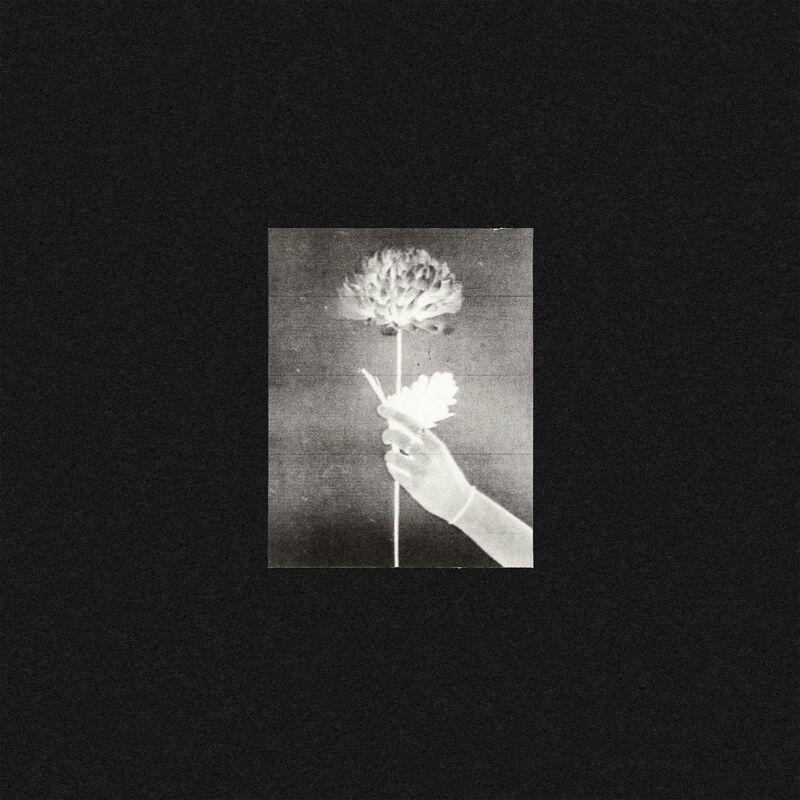 Night Drive / Portra - White Flowers