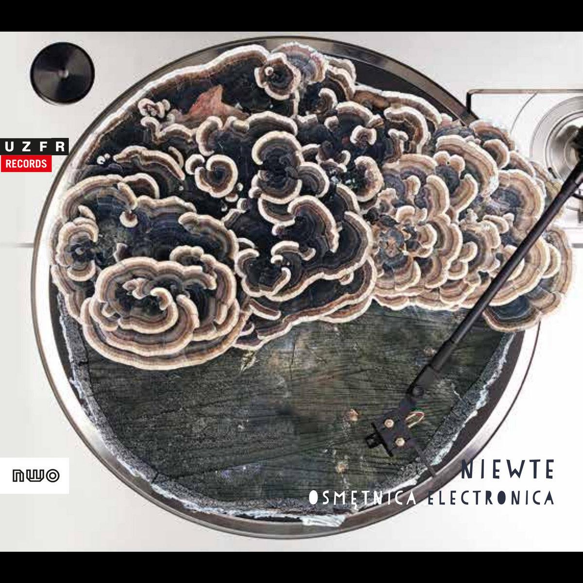 Osmętnica Electronica - Niewte