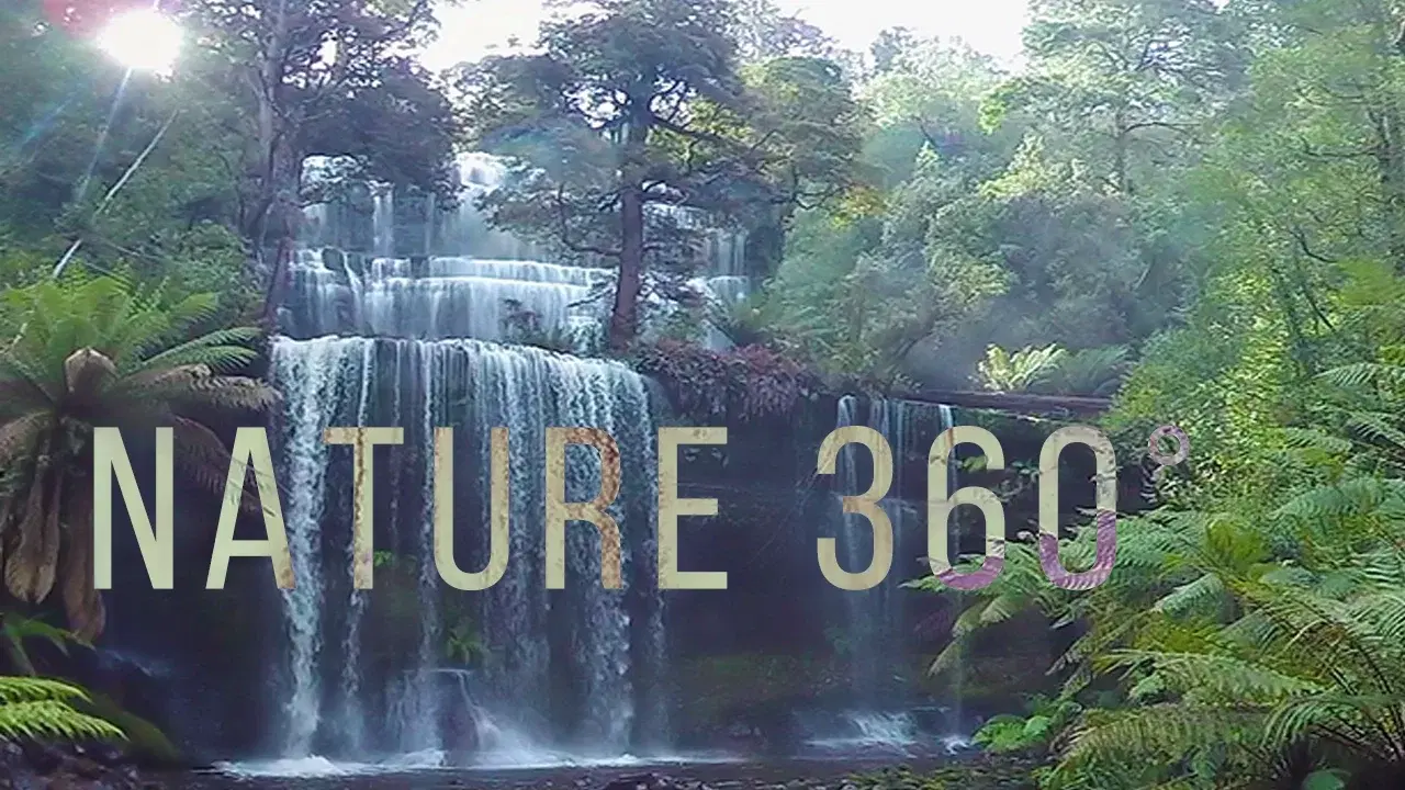  - Virtual Forest