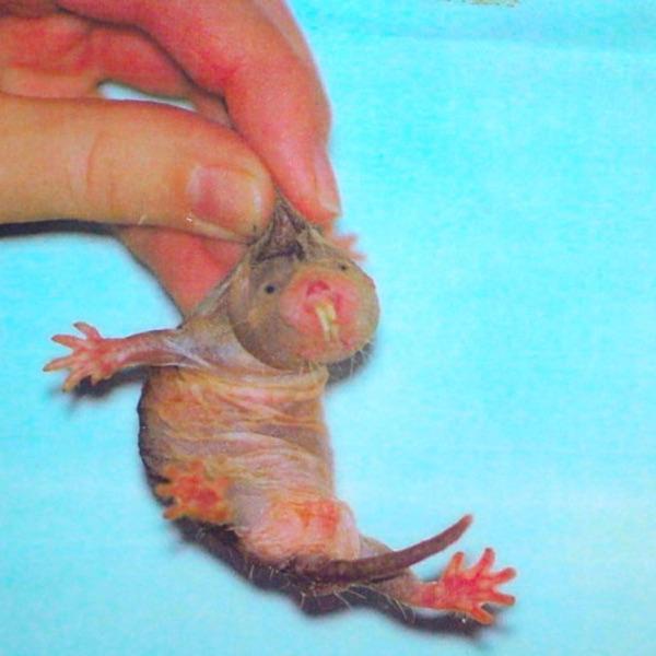 Pettgenstein - Pet Grotesque