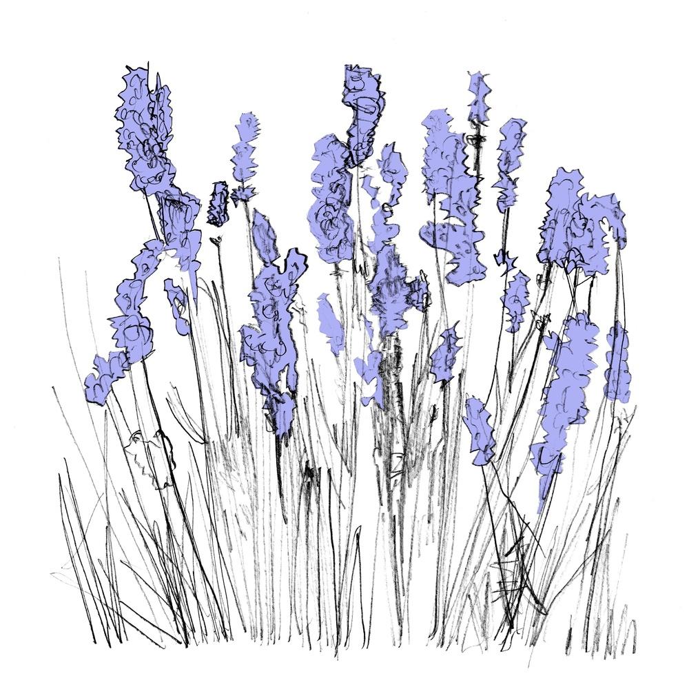 006: Lapalace (Lavender) (Sampler) - Lapalace