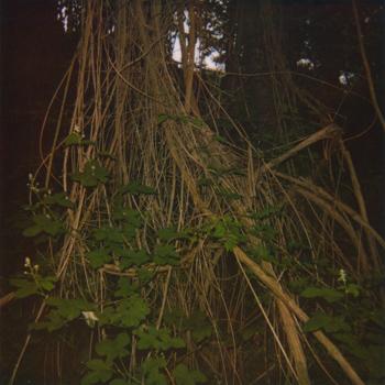 Stanza - Benoît Pioulard