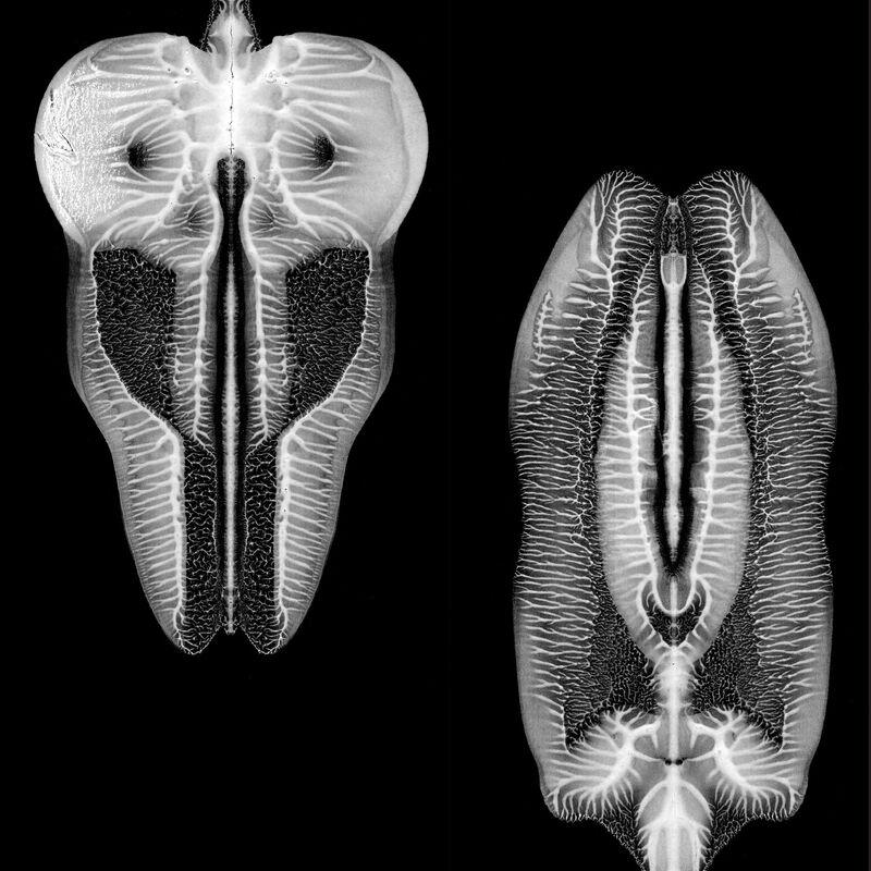 Dances In Dreams Of The Known Unknown - The Skull Defekts
