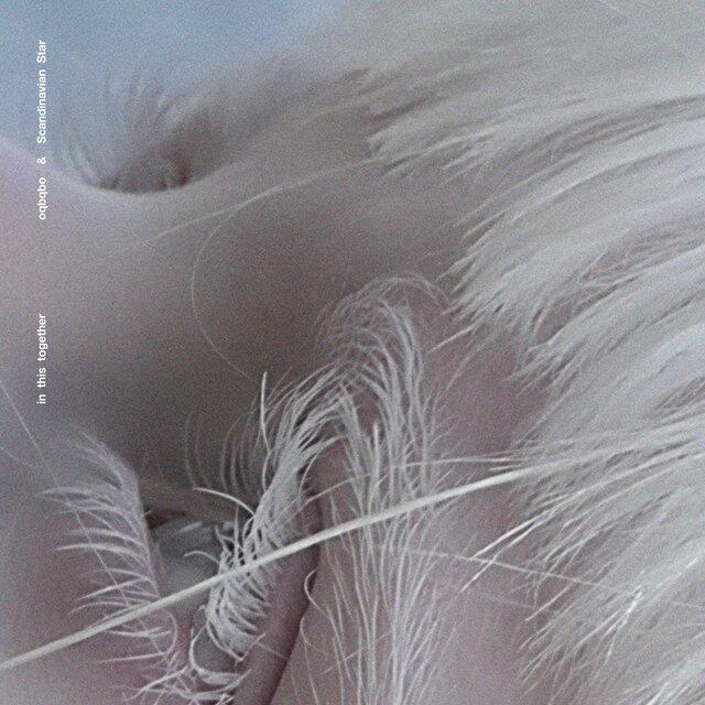 In This Together - oqbqbo & Scandinavian Star