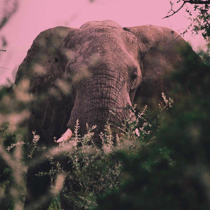 Loxodonta - Ki Oni