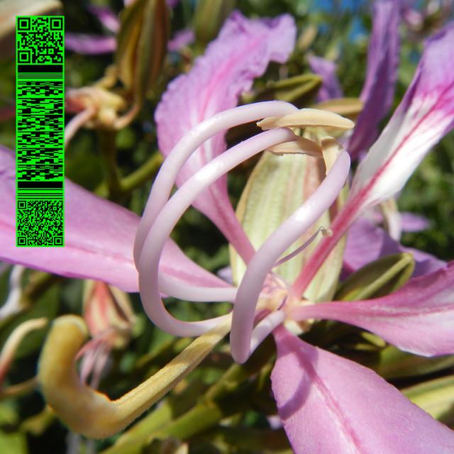 Whities 013 - Avalon Emerson
