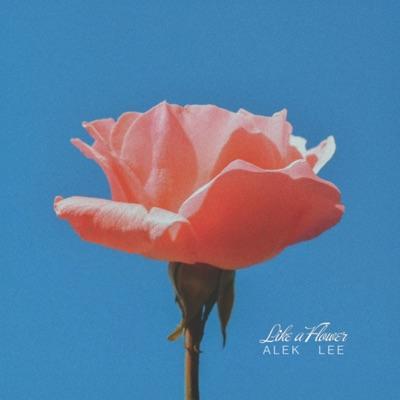 Like A Flower - Alek lee ft. my lord