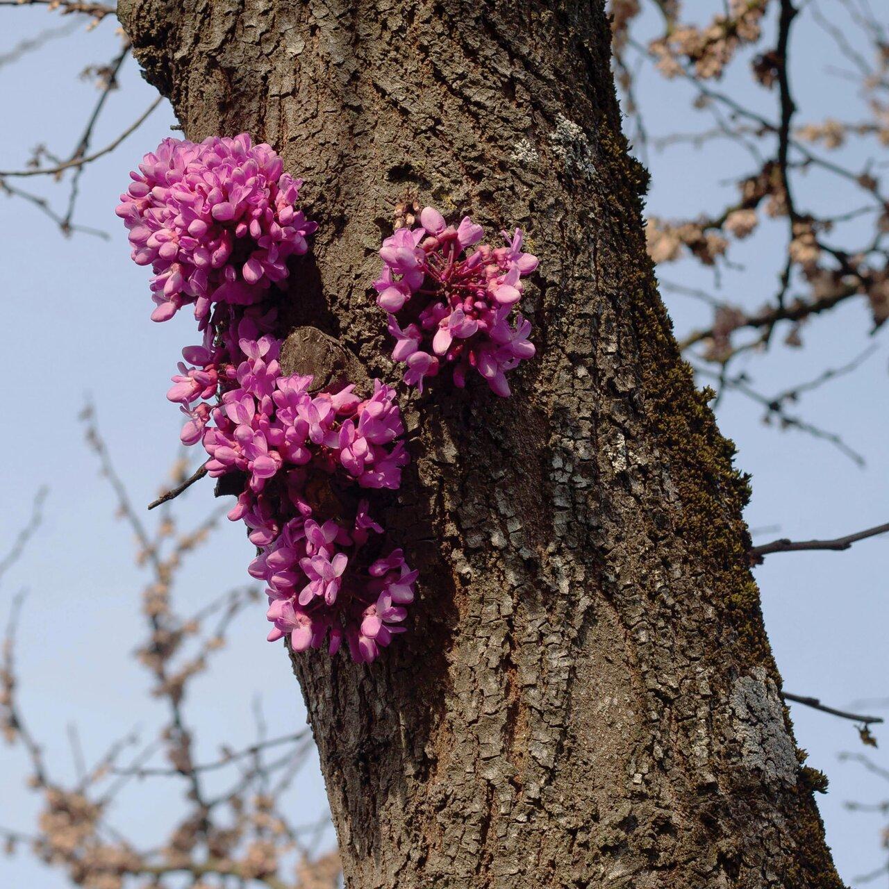 Meeting with a Judas Tree - Duval Timothy