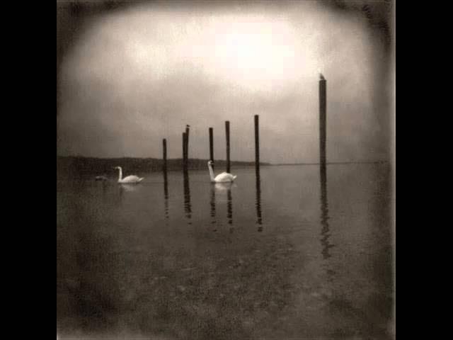 Conference of the Birds - Om