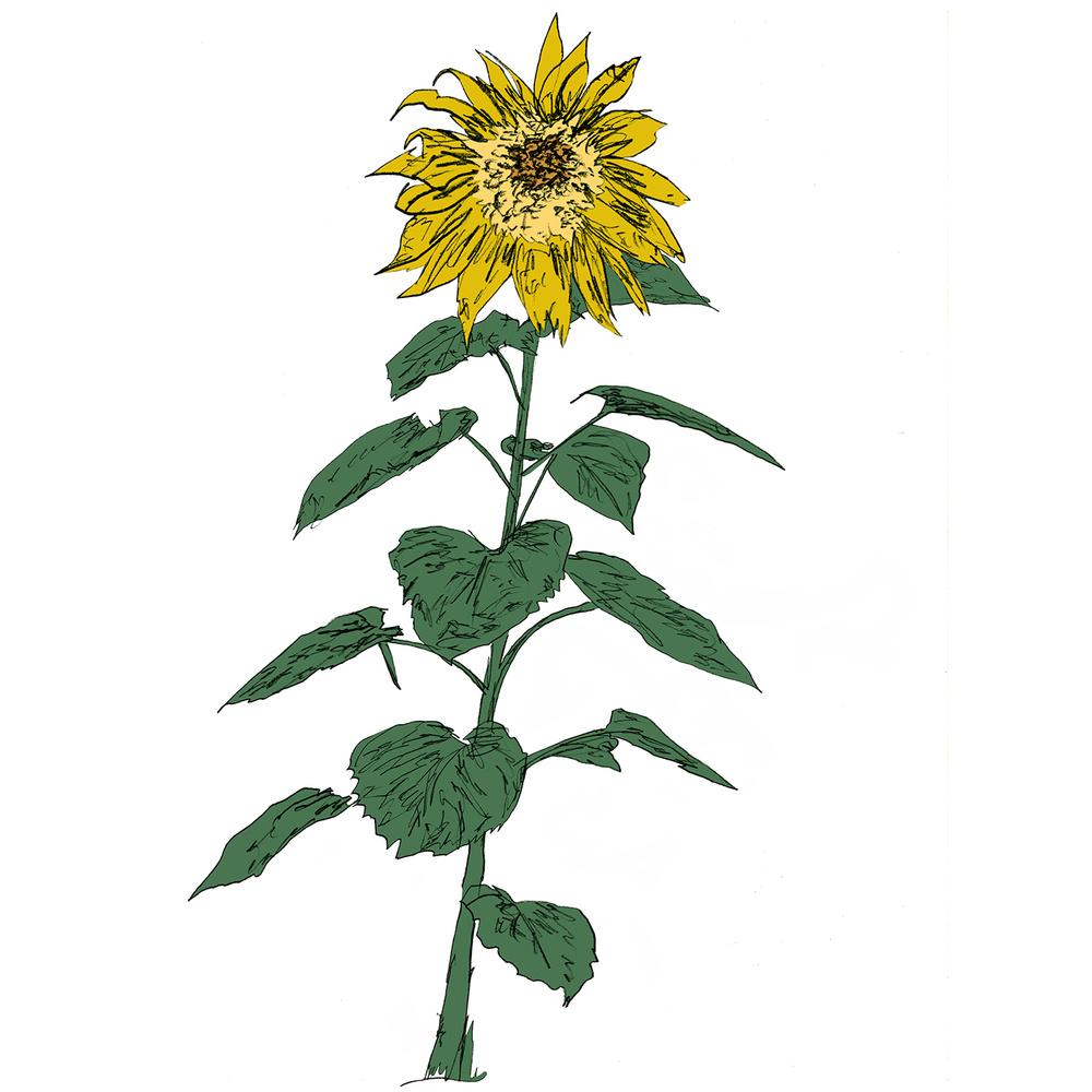 Music To Watch Seeds Grow By 007: Brian d'Souza (Sunflowers) - Brian d'Souza