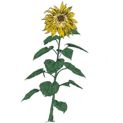 Music To Watch Seeds Grow By 007: Brian d'Souza (Sunflowers) - Brian d'Souza