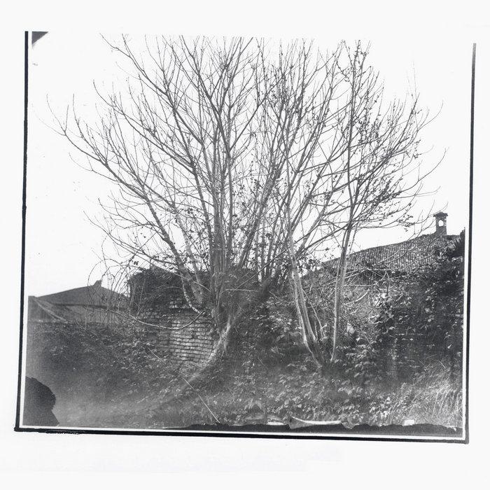 Caligo - Siavash Amini