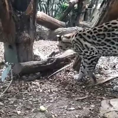  - ocelot