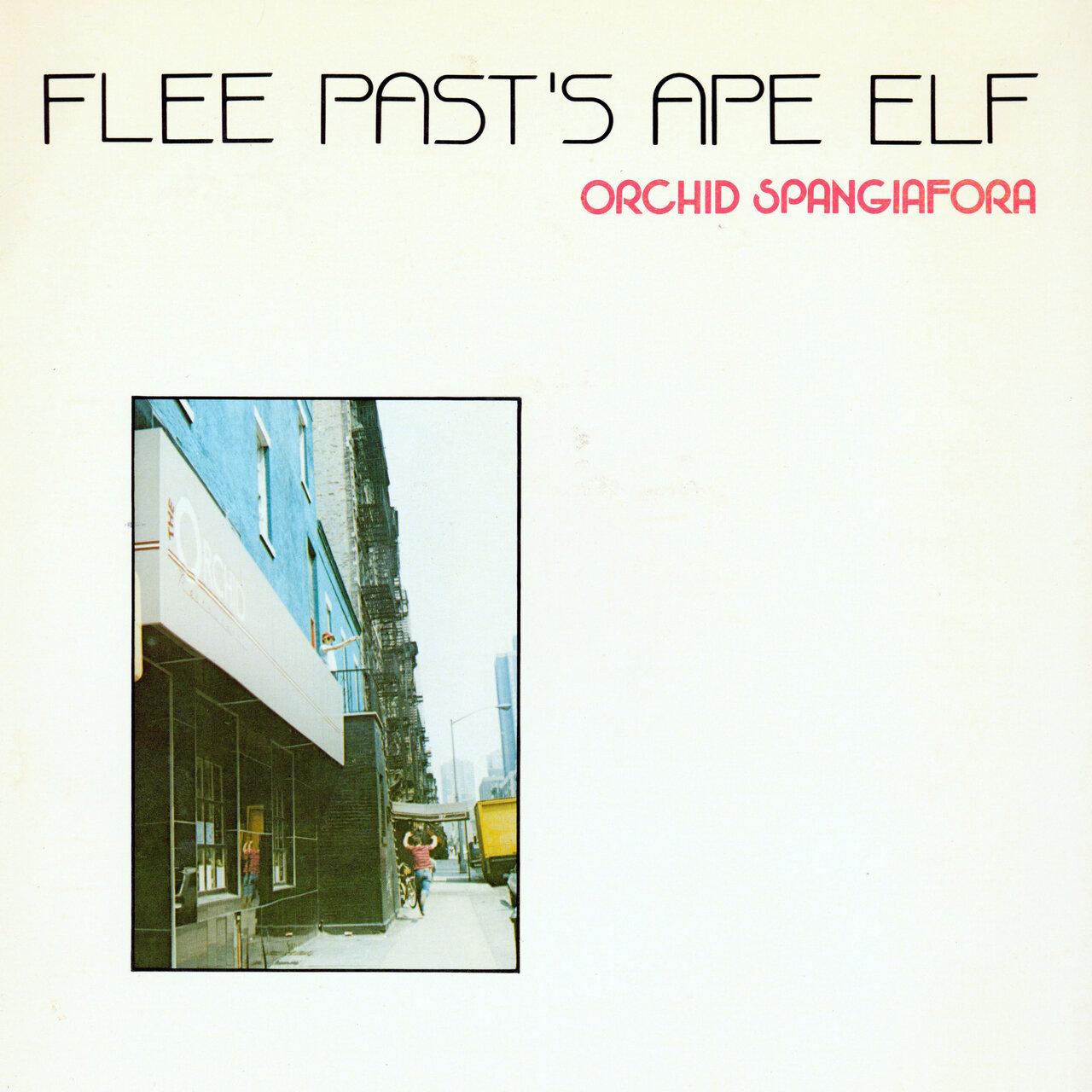 Flee Past's Ape Elf - Orchid Spangiafora