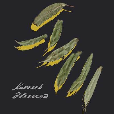Evkalipt - Kokokei