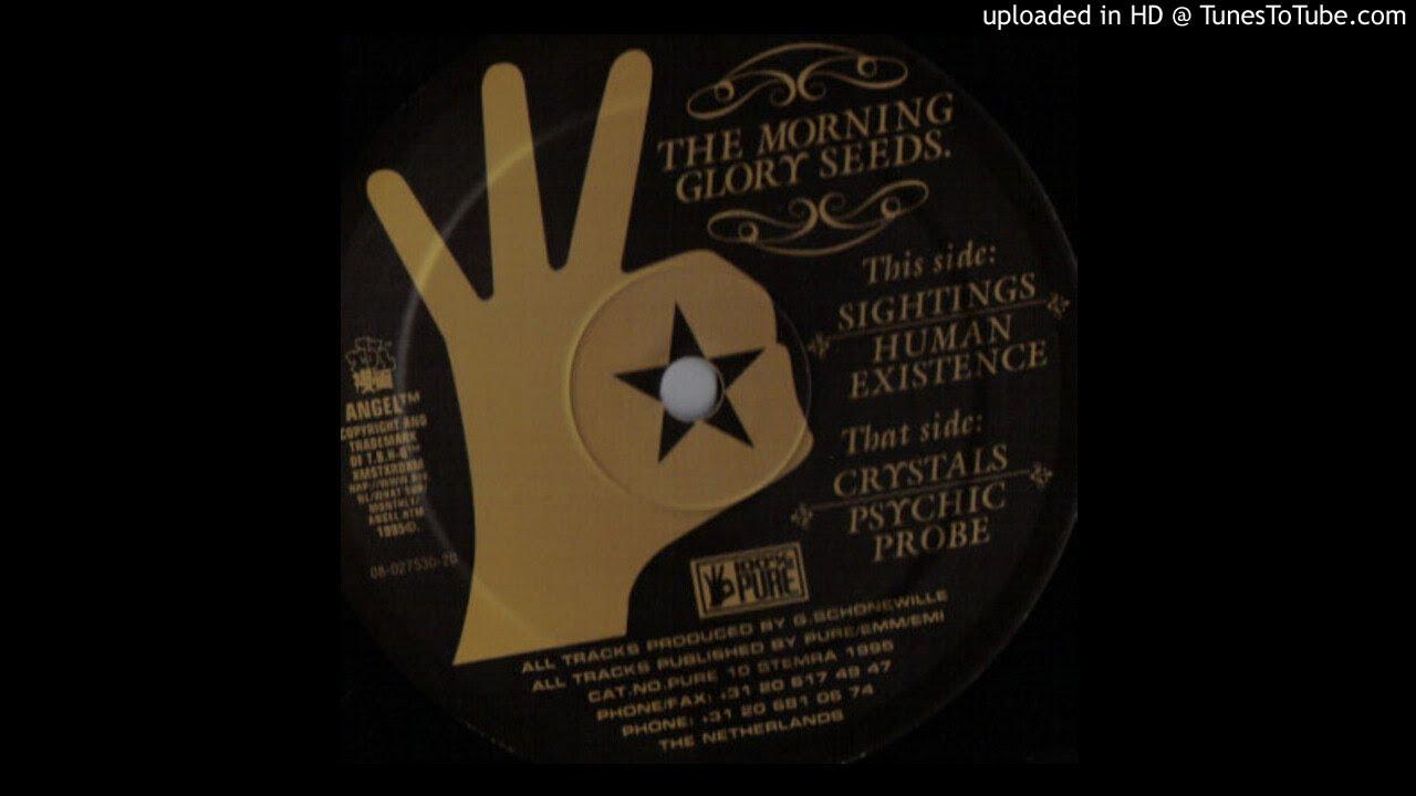 Sightings - Morning Glory Seeds