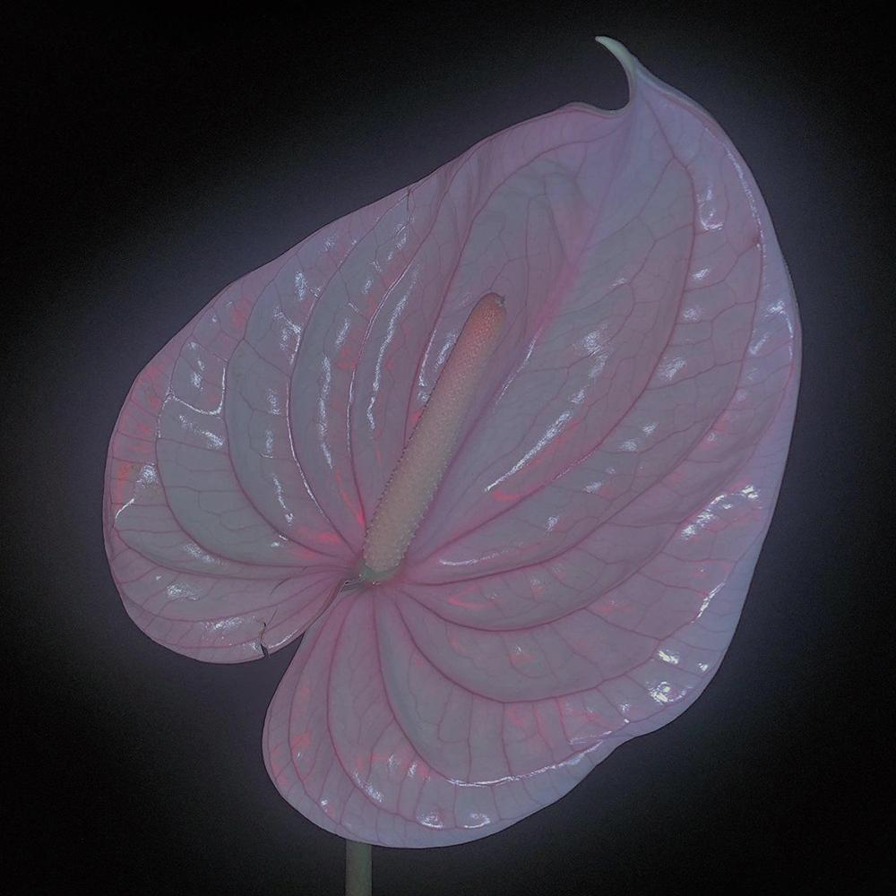  - Flora Yin-Wong