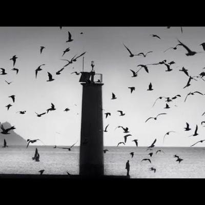  - The Birds