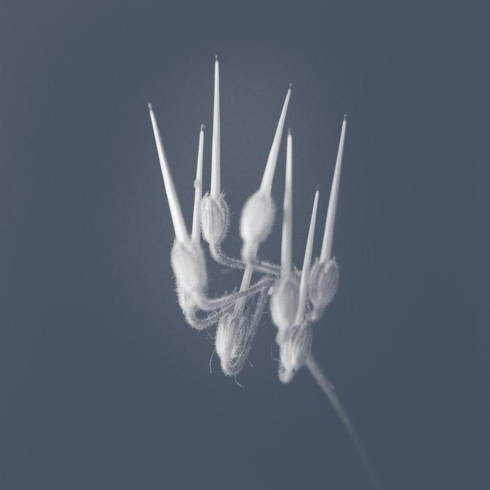 STILL~AEOLIAN - Sandro Mussida & Francesco Fabris