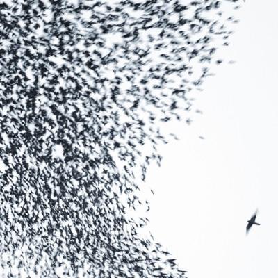 Sky Blue Sky - Wilco
