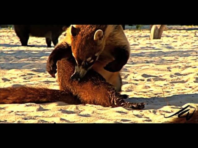Dancing for the Cabana Code in the Land of Boo-Hoo - Coati Mundi