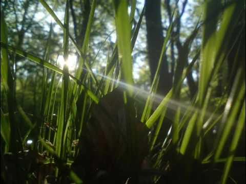 Wolf Cub & Moth - Burial & Four Tet