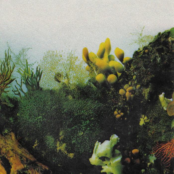 underwater music - wowflower