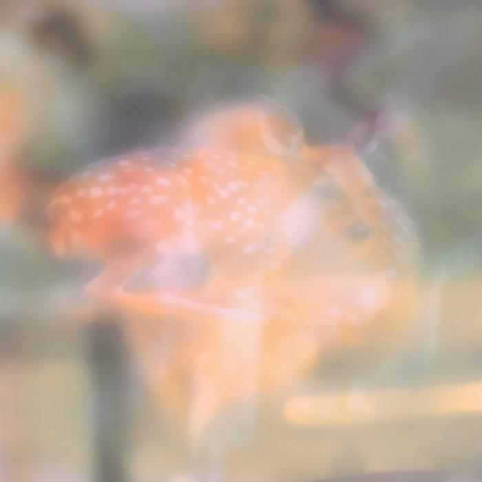 Soft Focus - pondlicker