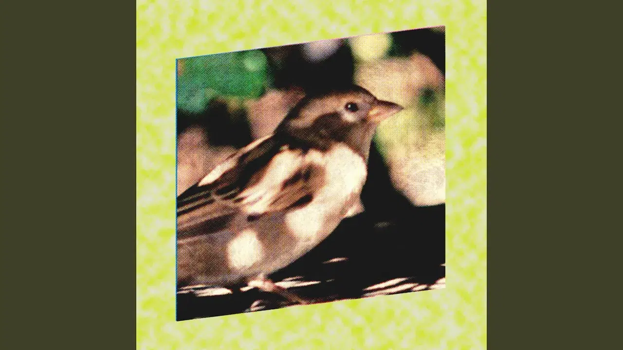  - Sparrows