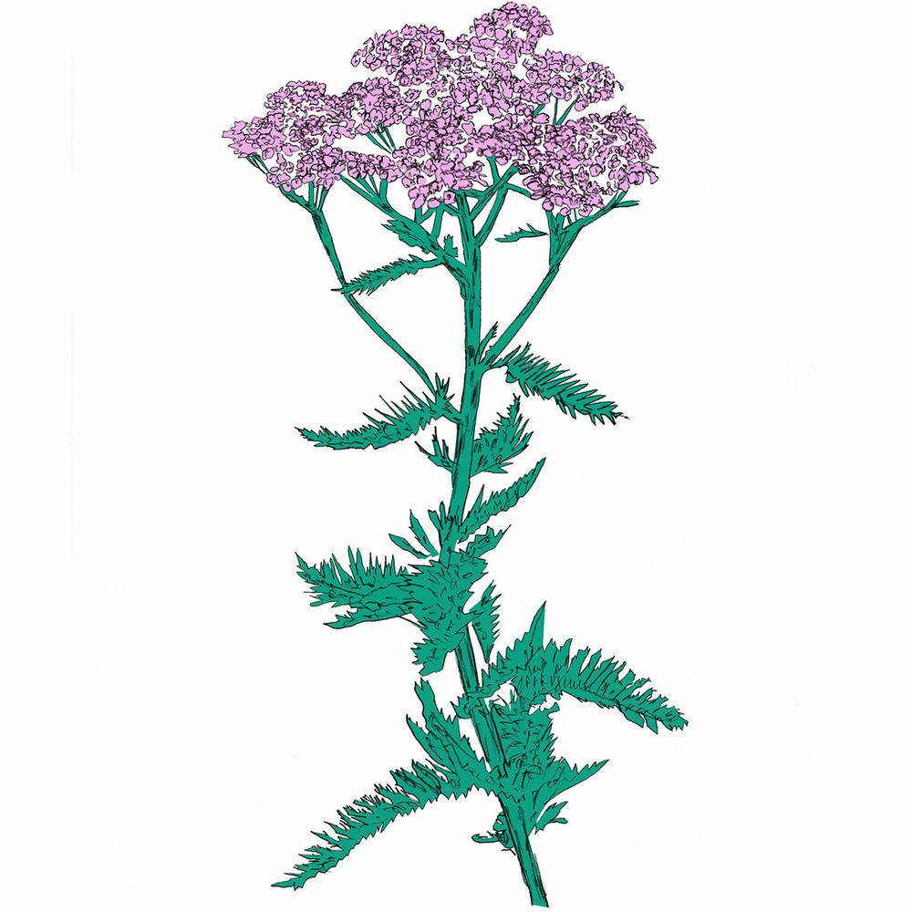 Music To Watch Seeds Grow By 009: Patricia Wolf (Yarrow) - Patricia Wolf