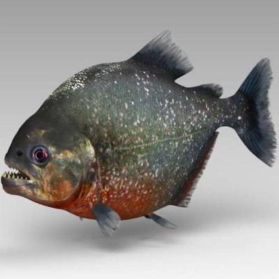 Piranha - Oxis