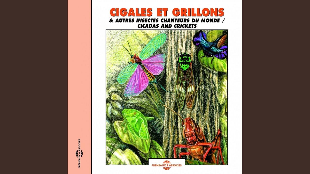 Cigales et grillons et autres insectes - Cidadas and Crickets - Frémeaux Nature