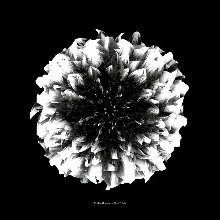 Black Dahlia - Markus Guentner