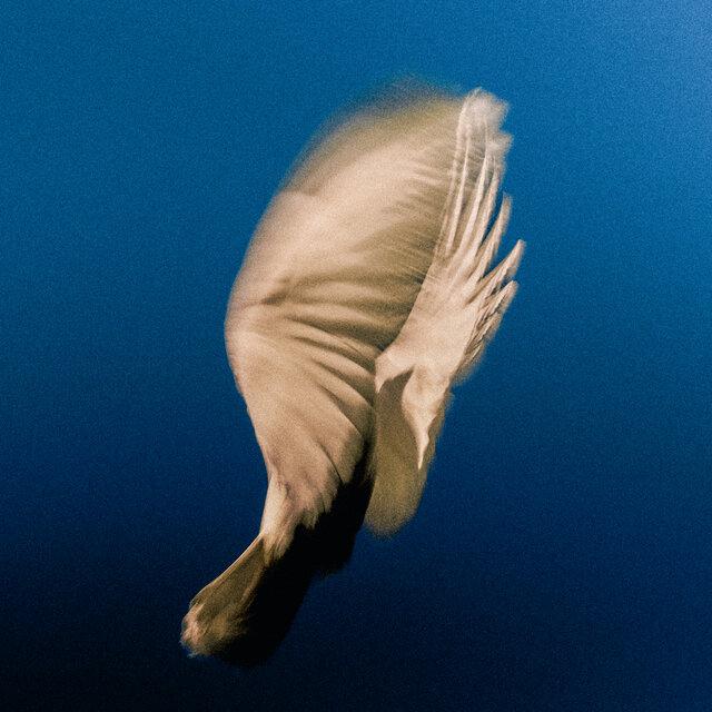 Dear Friend - SWIM