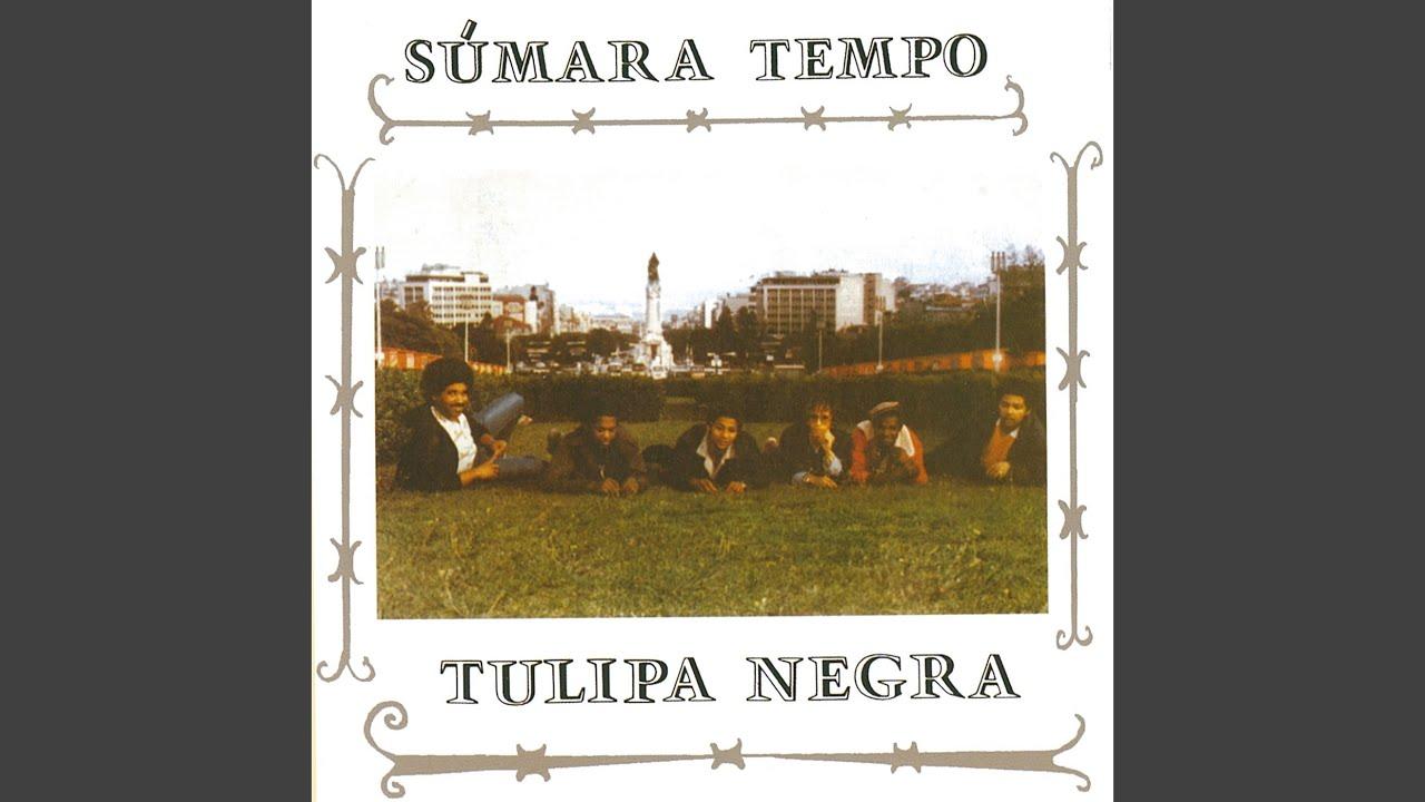  - Tulipa Negra
