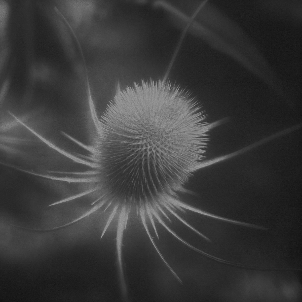 azurescens - ssabæ